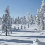 Snø på trær i fjellmiljøet