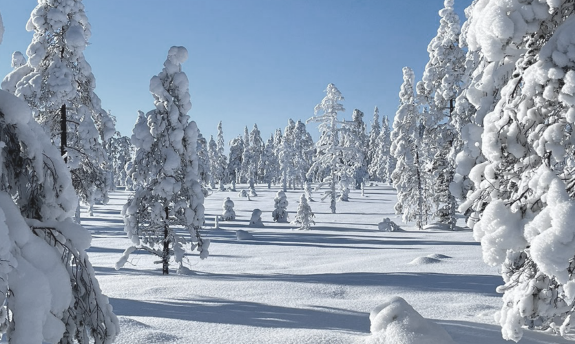 Snø på trær i fjellmiljøet